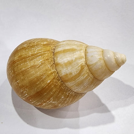 Snail Shell