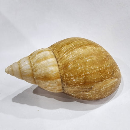 Snail Shell