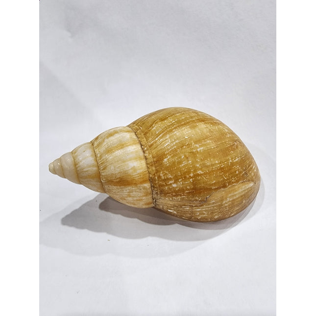 Snail Shell