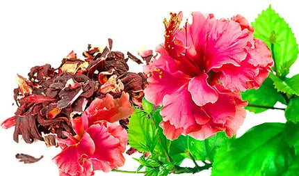 Malwa Dried Hibiscus Fruit Tea 50G ( BBD 31/03/2028 )